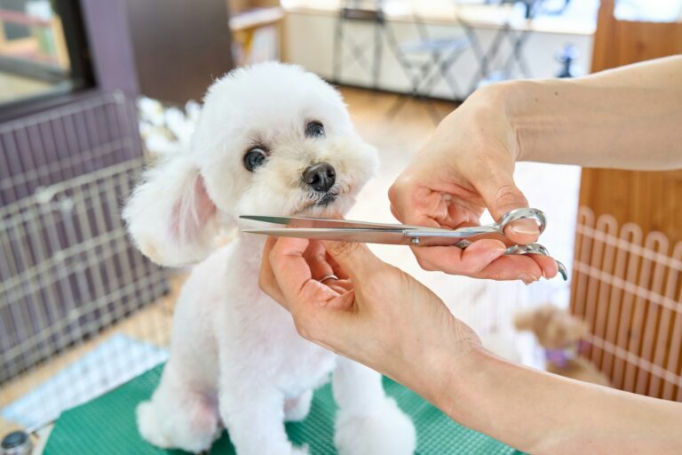 Best AI Tools for Pet Grooming and Pet Care Businesses in 2026